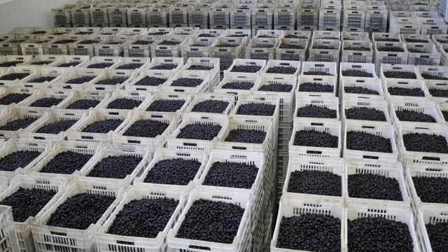 Marmarabirlik kampanya döneminde 2 milyar 823 milyon liralık ürün aldı