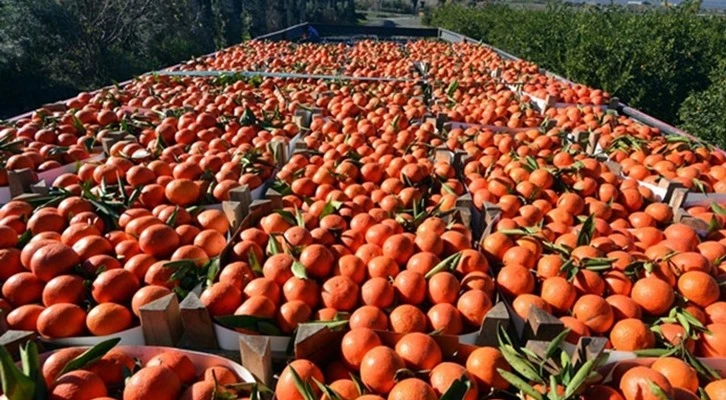 Mersin'de portakal hasadı başladı
