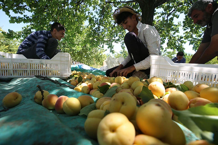 Mevsimlik tarım işçileri kayısı mesaisinde