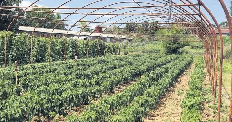 Meyve bahçeleri ve seralara da teminat geldi