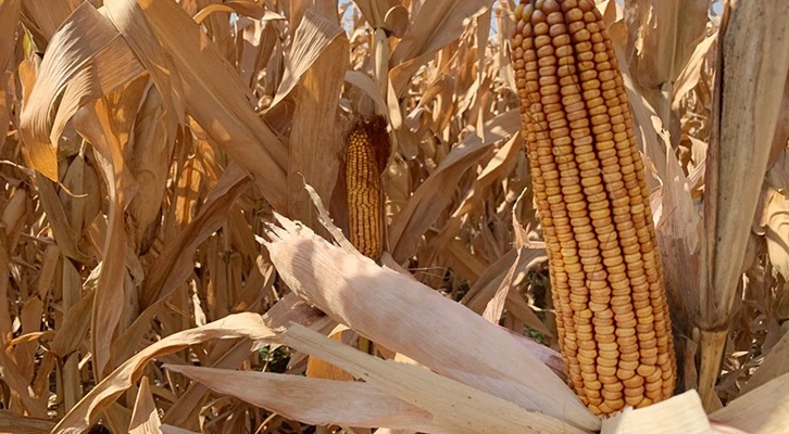 Model üretimle tarımda yüksek verim