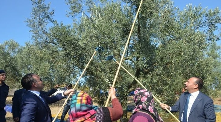 Bursa Mudanya'da zeytin hasadı başladı