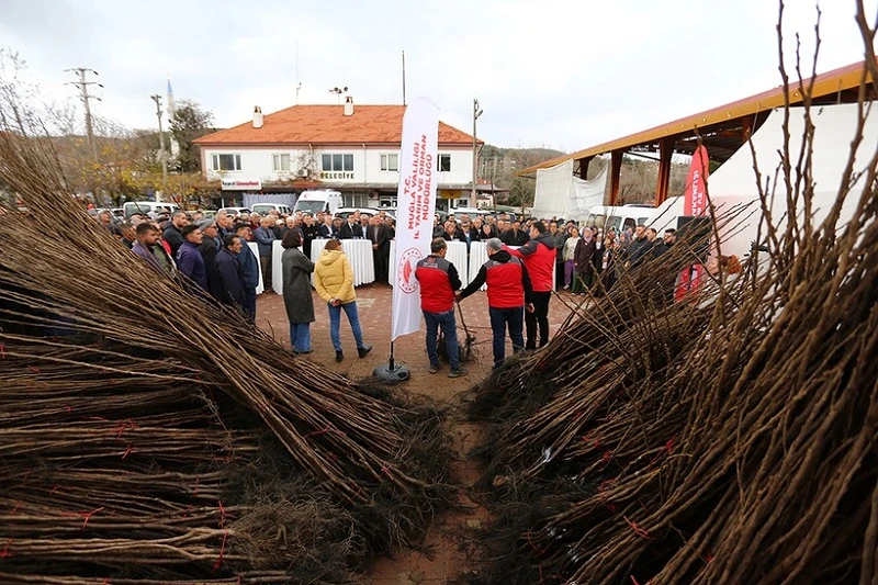 Muğla Kavaklıdere'de cennet elması tarımı başlıyor