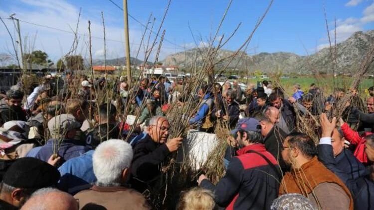 Muğla'da 125 bin tıbbi ve aromatik fide ve 5 bin fidan dağıtımı