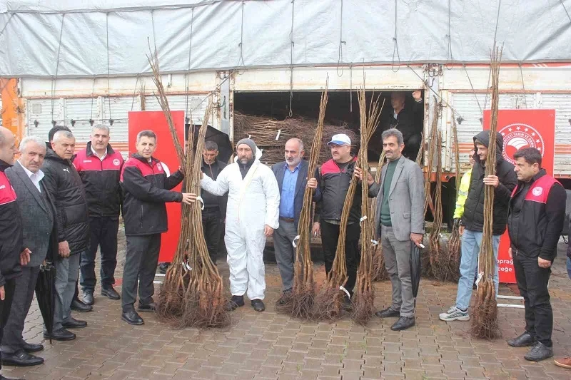 Muş’ta çiftçilere 6 bin 150 adet ceviz fidanı dağıtıldı
