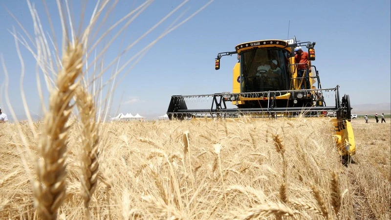 Muş'ta hububat hasadı
