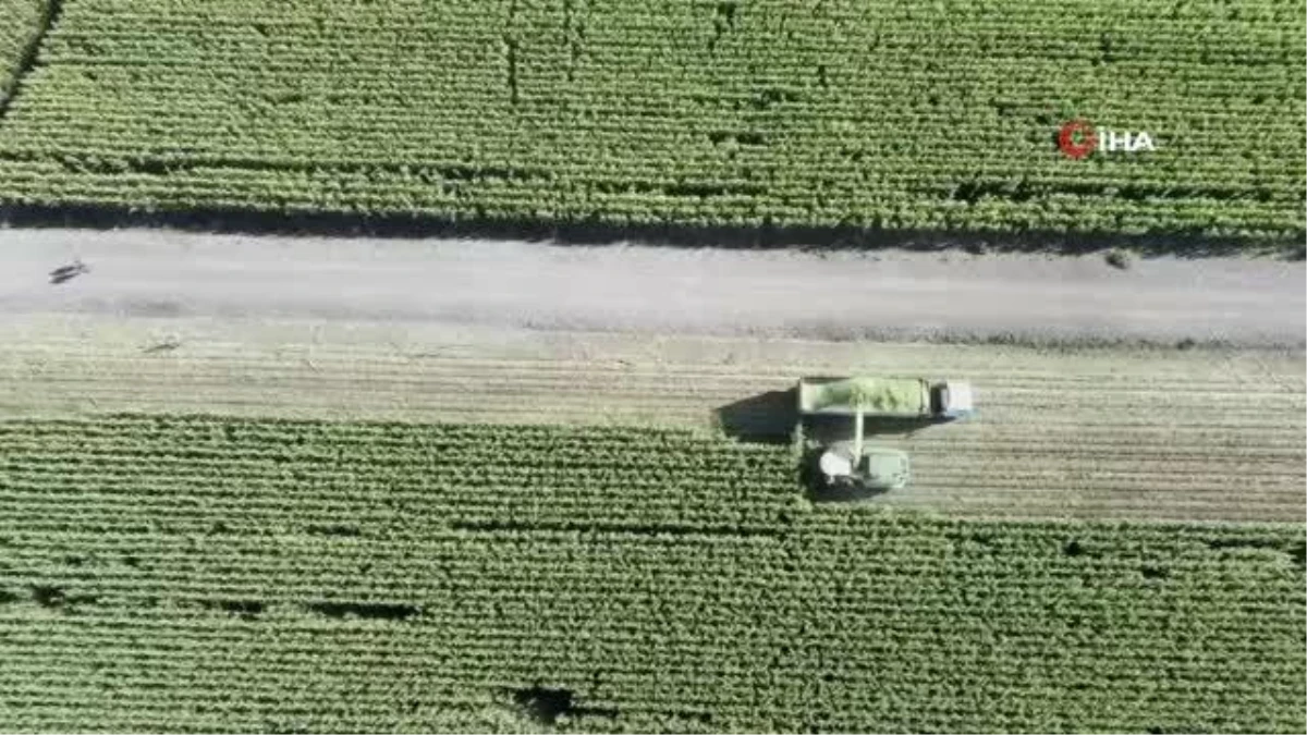 Muş’ta silajlık mısır hasadına başlandı