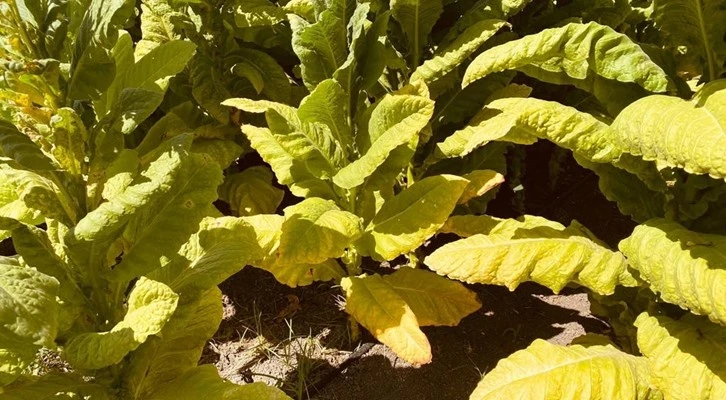 Netafim damla sulama ile tütün üretiminde %40'lık rekor verim artışı