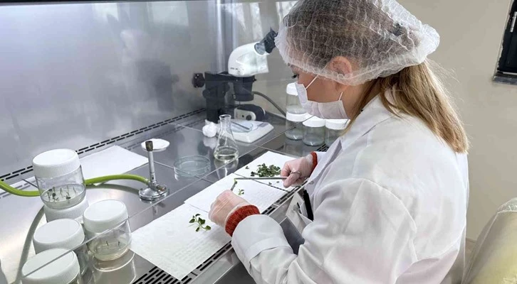 Niğde’de 10 adet yerli patates çeşidi geliştirildi