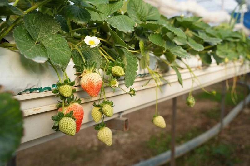 Niğde'de topraksız tarım yöntemiyle çilek üretimi kadın emeğiyle büyüyor