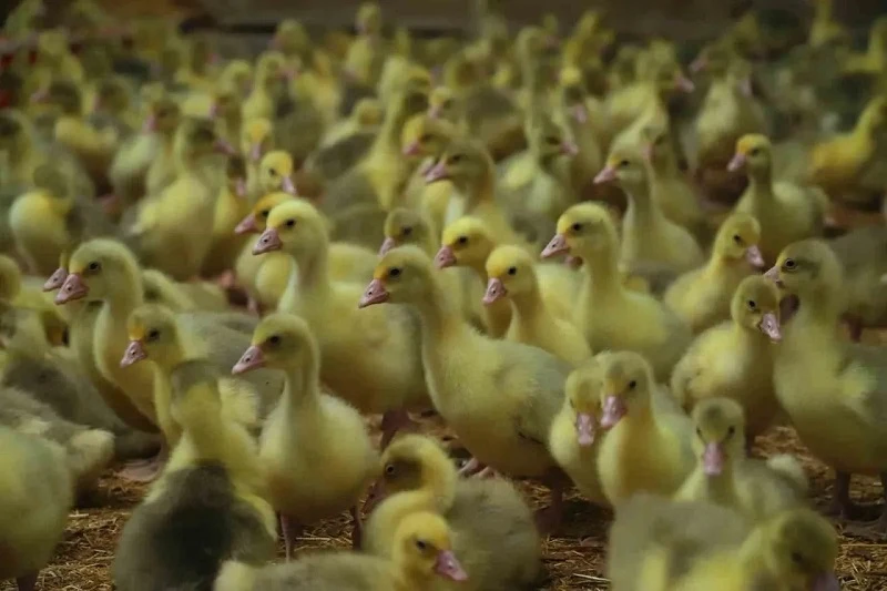 Ordu’da Büyükşehrin ‘alım garantisi’ üretmeye teşvik etti