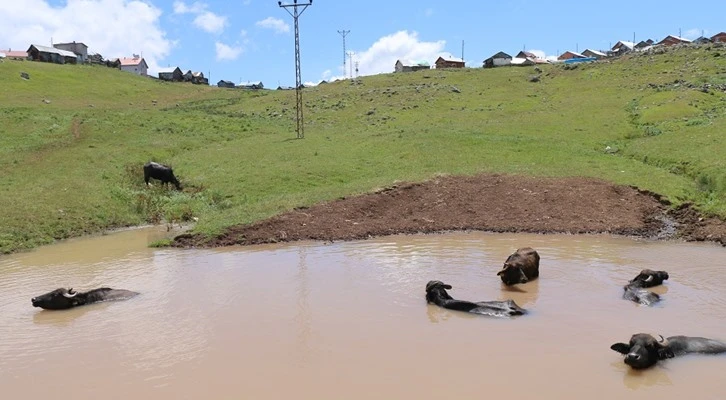 Ordu’da mandaların keyfi yerinde