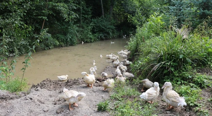Ordu’da ‘Pekin Ördeği Yetiştiriciliği’ başladı