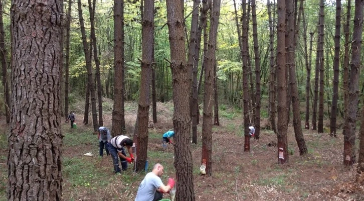 Orman Genel Müdürlüğü ülkemizdeki reçine üretimini yaygınlaştırıyor