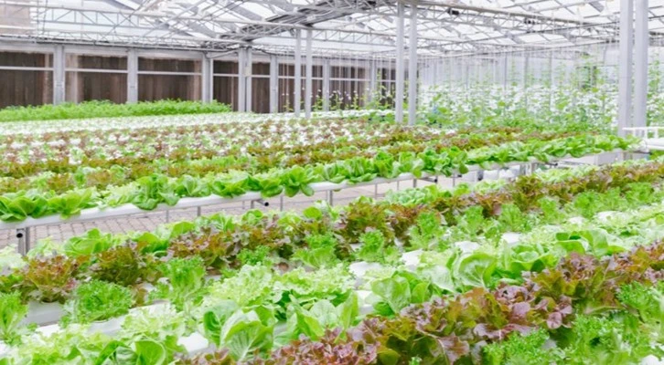 Örtü altı tarımına yönelen çiftçilere yüzde 50 hibe desteği