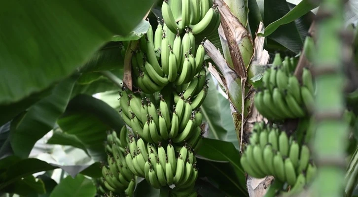 Osmaniye OSB muz serasında ilk hasat gerçekleştirildi