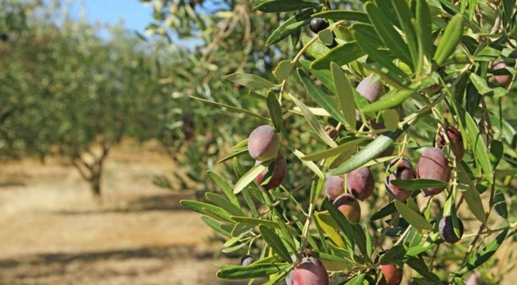 Osmaniye'de tarıma elverişsiz araziler zeytinle değer kazandı