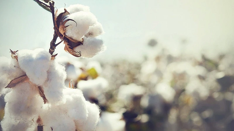 Pamuk üreticisi maliyetler nedeniyle zararda