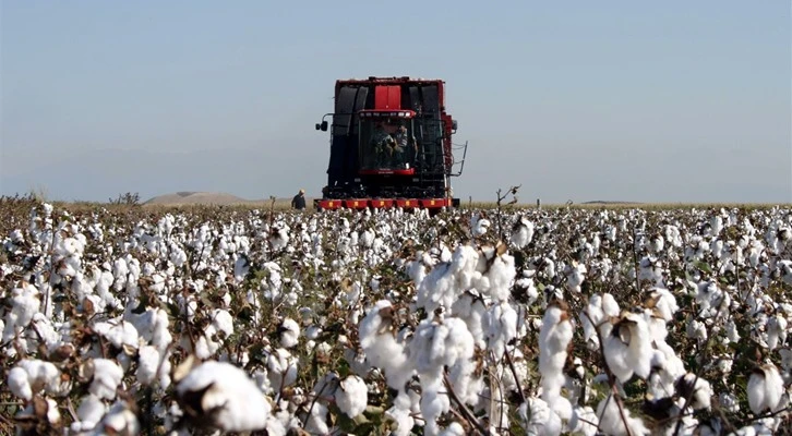 “Pamukta üretim düşüyor, üretim artışı üreticinin desteklenmesine bağlıdır”