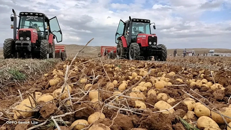 Patates sökümü başladı! Çiftçi perişan