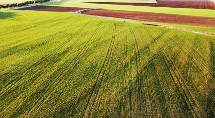 Prof. Dr. Kaya: Yağmur buğdayı kurtardı, tarım çok büyük etkilenirdi