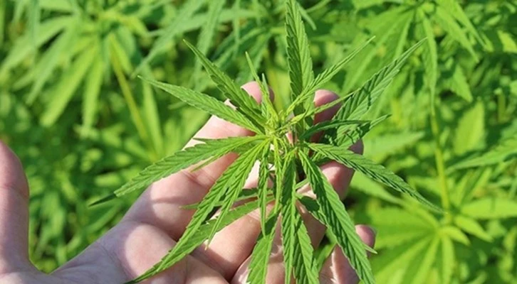 Rize'de kenevir üretimi masaya yatırıldı