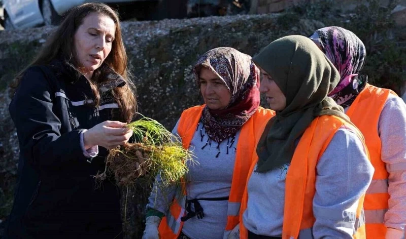 Safran ve salep fideleri Manavgat’ta toprakla buluştu