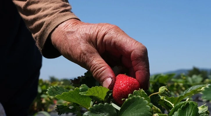 Sakarya Büyükşehir Belediyesi 30 ton çilek üretti