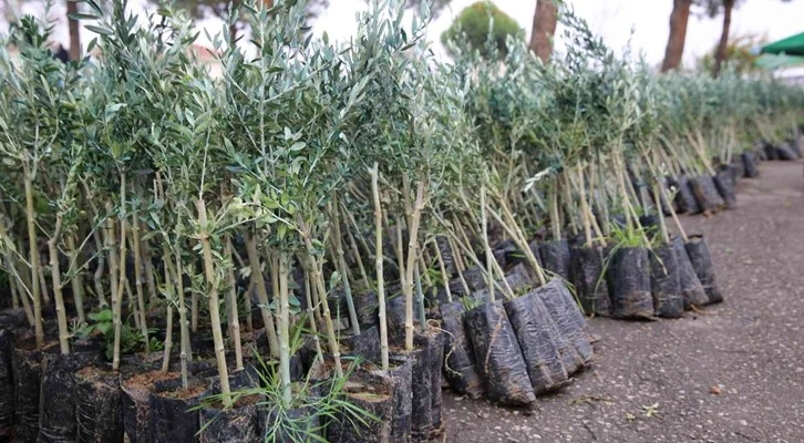 Manisa Salihli’de 6 bin 480 zeytin fidanı üreticilere teslim edildi