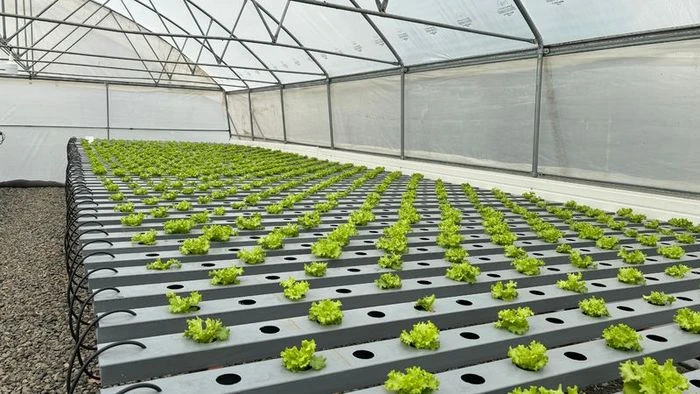 Salıpazarı Belediyesi topraksız tarım serasında marul üretti