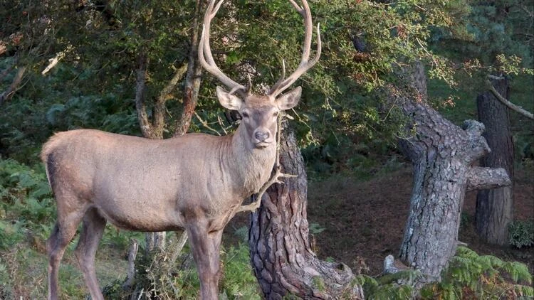Samsun'da 16 yılda 91 kızıl geyik üretilip, doğaya salındı