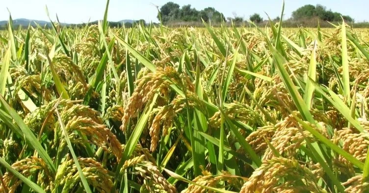 Samsun'da çeltik üretiminde önemli adım