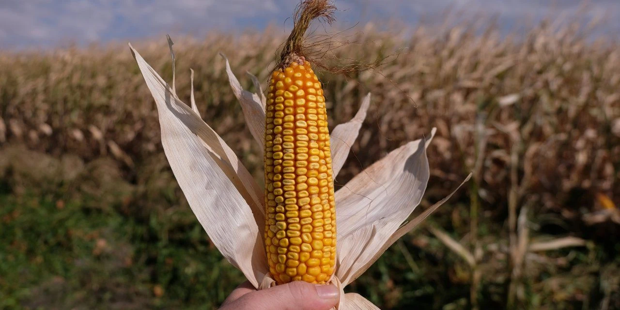 Şanlıurfa’da hasat öncesi Mısırın fiyatı belli oldu