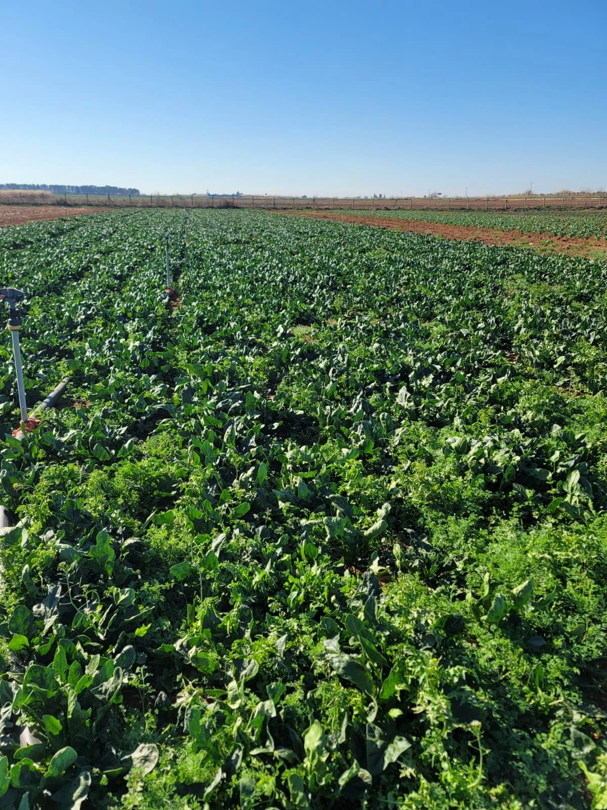 Şanlıurfa’da hasat zamanı!