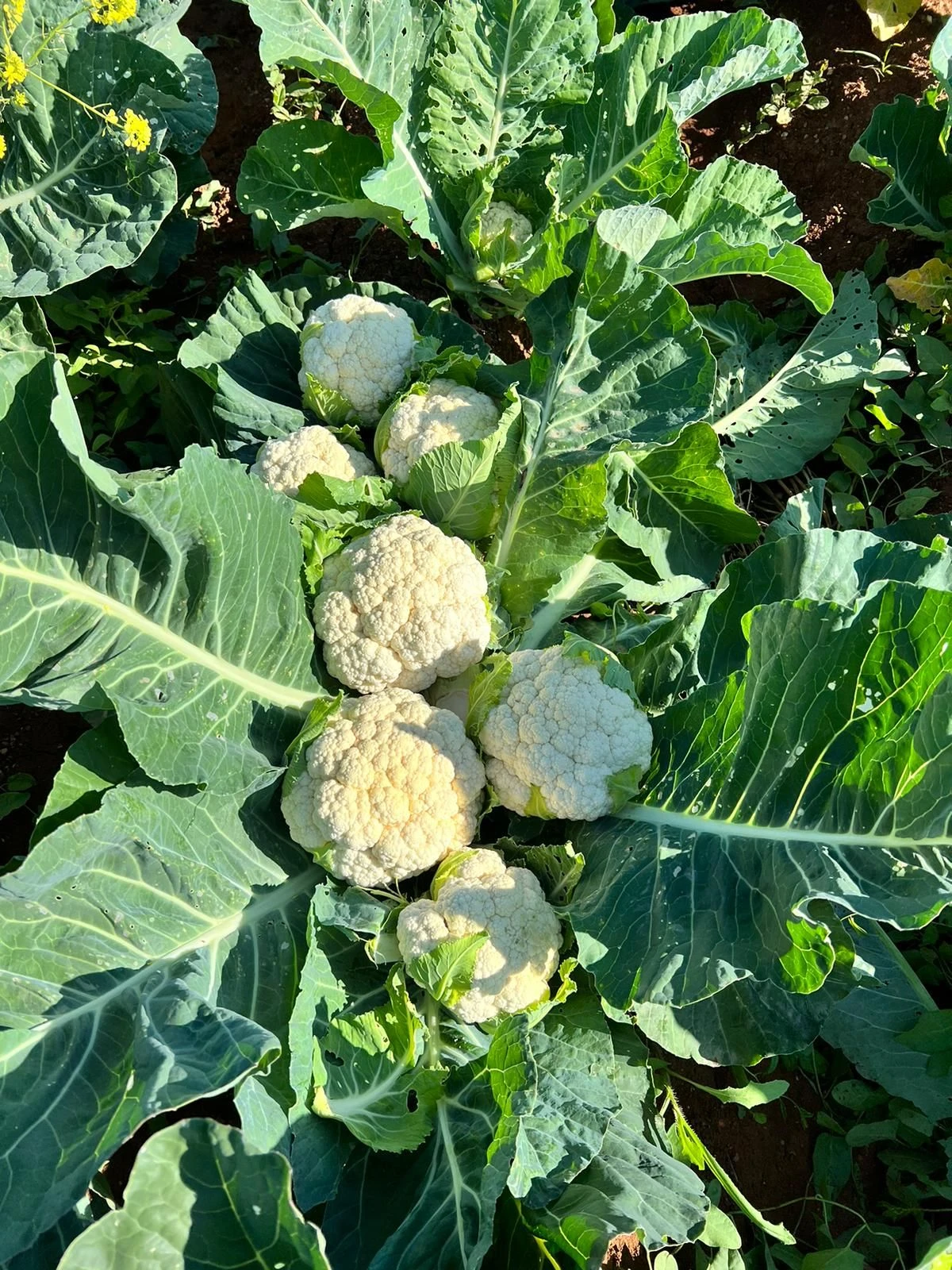 Şanlıurfa’da Karnabahar ve Brokolinin hasatlarına başlandı