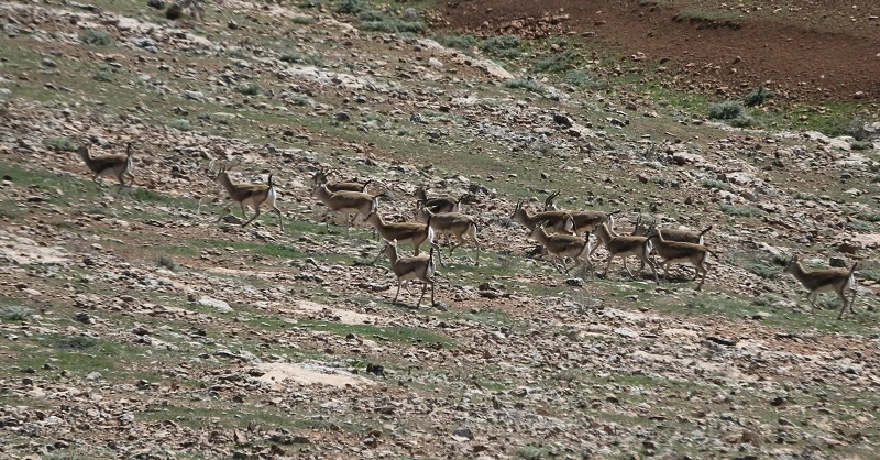 Şanlıurfa'da koruma altındaki ceylanlar depremi kayıpsız atlattı