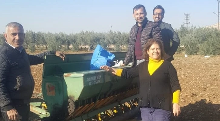 Şanlıurfa'da mercimek ekimi yapıldı