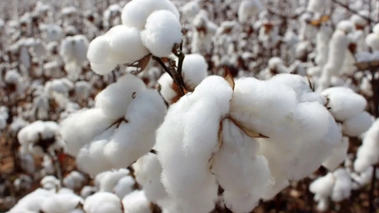 Şanlıurfa’da pamuk hasadı başladı: İşte yeni pamuk fiyatı