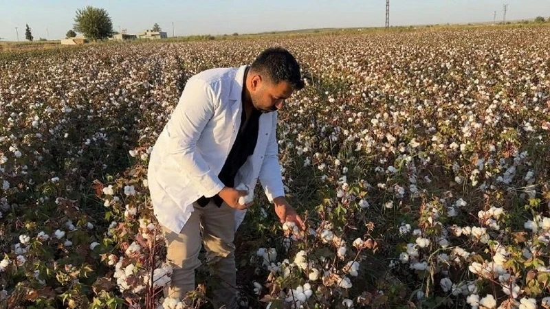 Şanlıurfa’da pamuk hasadı başladı