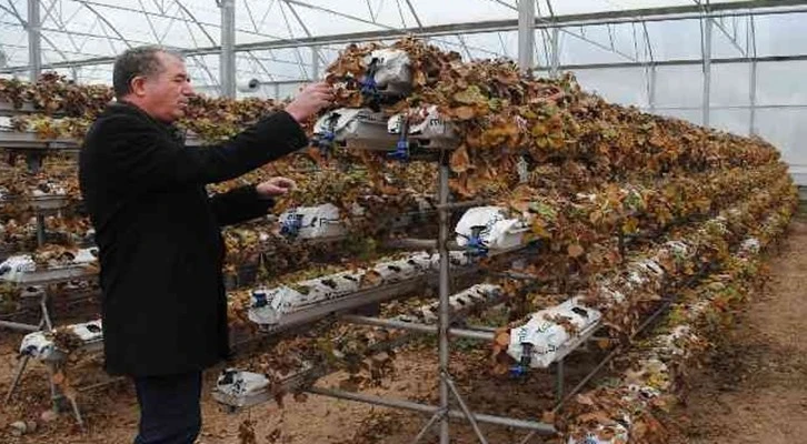 Sarıcakaya, gözünü akıllı seralara dikti