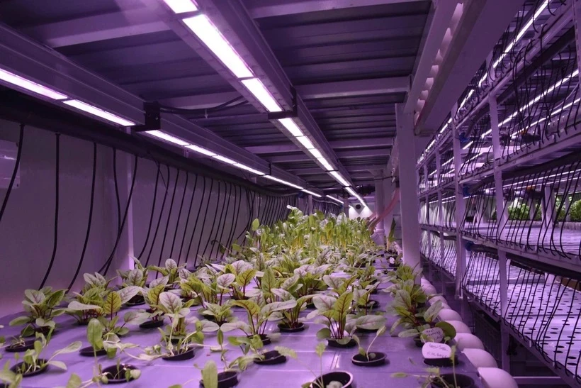 Şehir hayatının yorduğu mühendis ve öğretmen çift, topraksız tarım üreticisi oldu