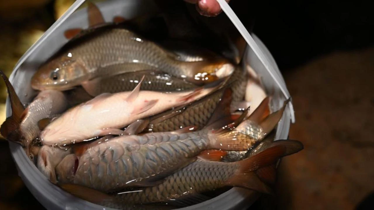 Seydişehir'de 1 milyon yavru sazan balığı bırakıldı