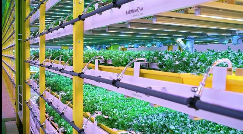 Sıfır Zayiatlı Sebze Fabrikası