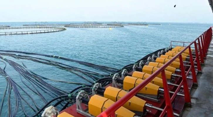 Sinop'tan somon üretimine 17 bin tonluk katkı