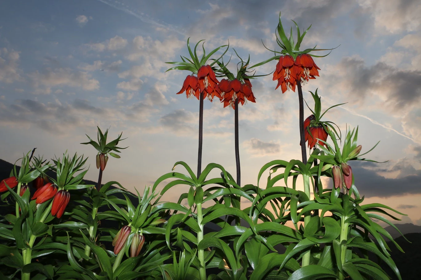 Şırnak'ta baharın gelişiyle ters laleler açtı