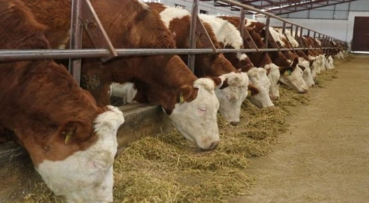 Sözleşmeli besicilikte uygulama esasları belirlendi