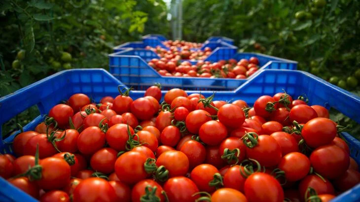 Şubat ayı tarım ihracatı yüz güldürdü