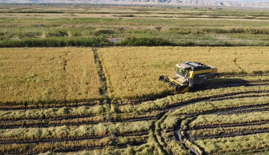 Sungurlu'da bu yıl 800 ton çeltik üretimi bekleniyor
