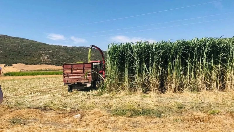 Sürmeli Köyü'nde Maralfalfa hasat şenliği heyecanı