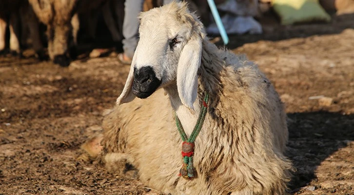 "Suruç koyunu"nun tescillenmesi için çalışma başlatıldı